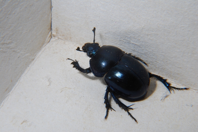 Geotrupidae: Trycoporis vernalis appenninicus